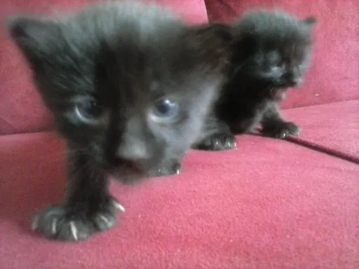 Gato ra a vira-lata idade Abaixo de 2 meses nome Bebêum