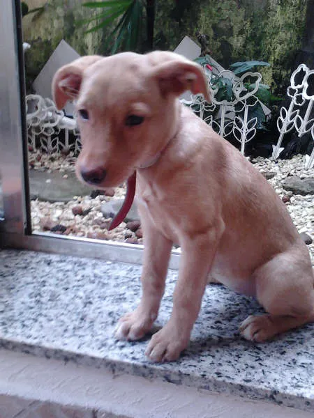 Cachorro ra a Mestiço de Labrador idade 2 a 6 meses nome Nina