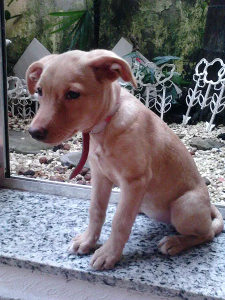 Cachorro ra a Mestiço de Labrador idade 2 a 6 meses nome Nina