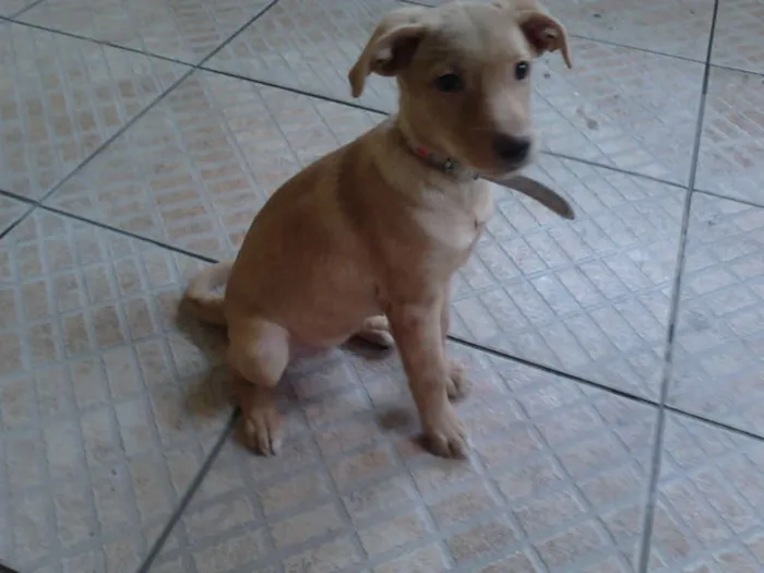 Cachorro ra a Mestiço de Labrador idade 2 a 6 meses nome Nina