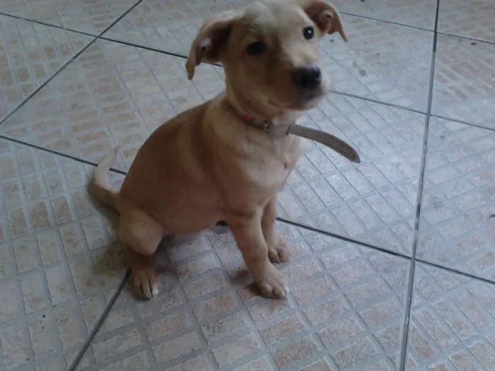 Cachorro ra a Mestiço de Labrador idade 2 a 6 meses nome Nina