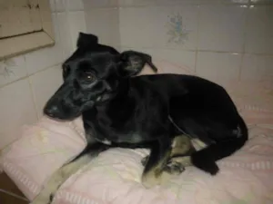 Cachorro raça  idade 1 ano nome Sara