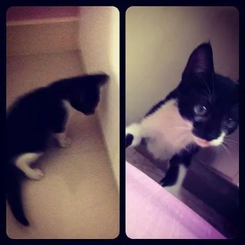 Gato raça SRD idade 2 a 6 meses nome Tommy