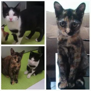 Gato raça  idade 2 a 6 meses nome Joaquim e Pintadinha