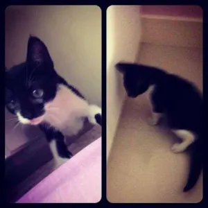 Gato raça SRD idade 2 a 6 meses nome Tommy