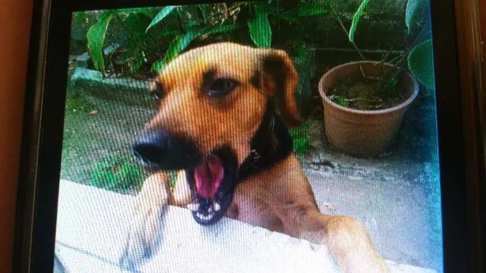 Cachorro raça vira lata idade 1 ano nome pretinha