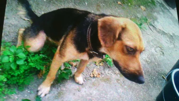 Cachorro raça vira lata idade 1 ano nome pretinha