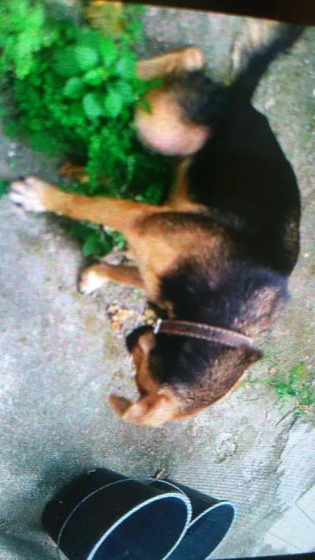 Cachorro raça vira lata idade 1 ano nome pretinha