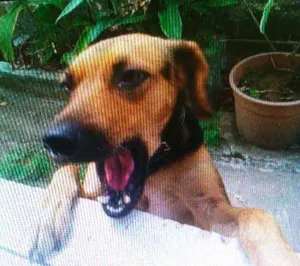Cachorro raça vira lata idade 1 ano nome pretinha