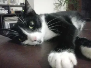Gato raça  idade 7 a 11 meses nome Camilinha