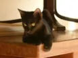 Pretinha