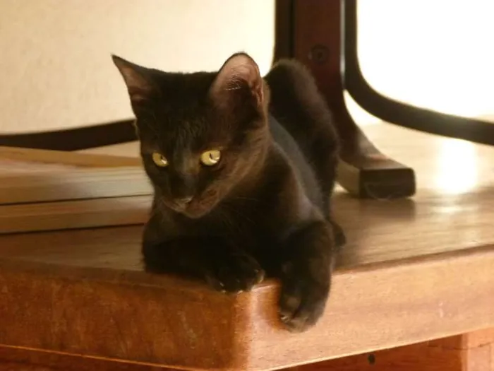 Gato ra a SRD idade 2 a 6 meses nome Pretinha