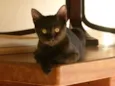 Pretinha