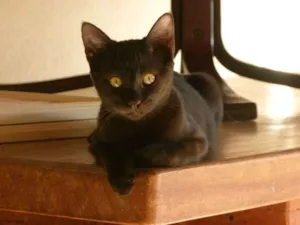 Gato raça SRD idade 2 a 6 meses nome Pretinha