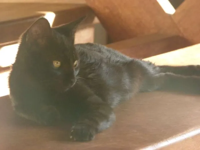 Gato ra a SRD idade 2 a 6 meses nome Pretinha