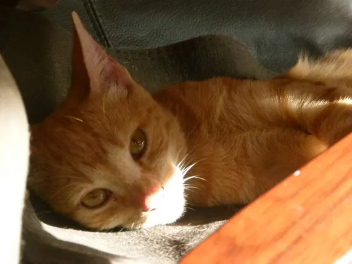 Gato ra a SRD idade 2 a 6 meses nome Amarelinho