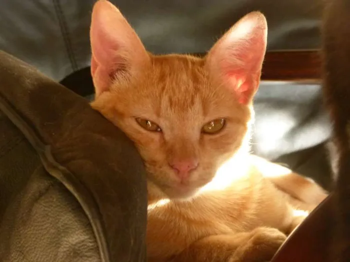 Gato ra a SRD idade 2 a 6 meses nome Amarelinho
