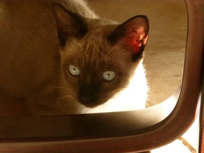 Gato ra a SRD idade 2 a 6 meses nome Cinzinha