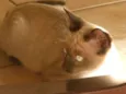 Cinzinha