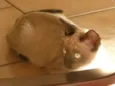 Cinzinha