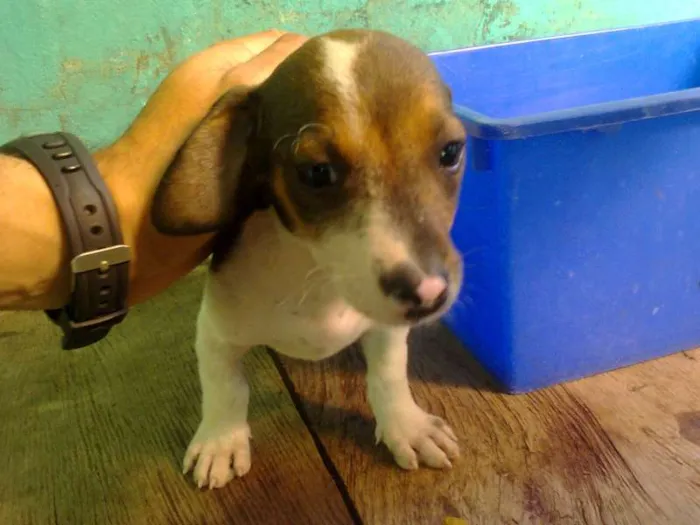 Cachorro ra a indefinida idade 2 a 6 meses nome sem nome