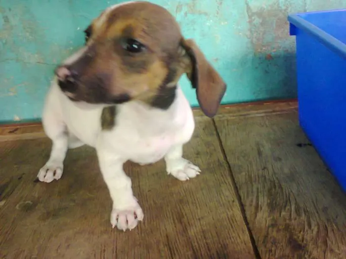 Cachorro ra a indefinida idade 2 a 6 meses nome sem nome
