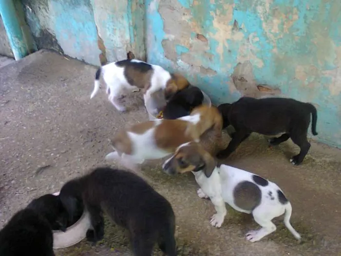 Cachorro ra a indefinida idade 2 a 6 meses nome sem nome