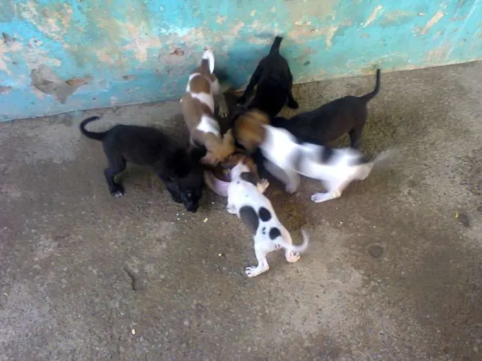 Cachorro ra a indefinida idade 2 a 6 meses nome sem nome