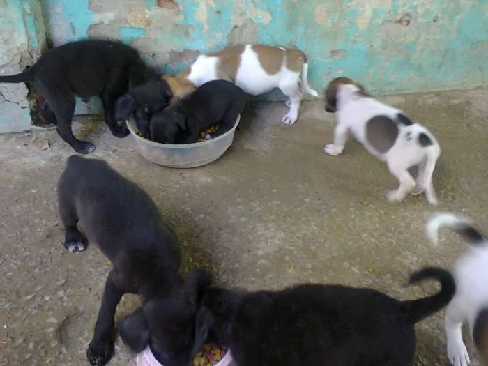 Cachorro ra a indefinida idade 2 a 6 meses nome sem nome