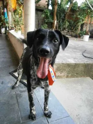 Cachorro raça  idade 6 ou mais anos nome Lenny