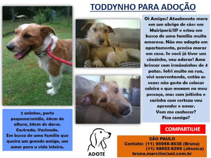 Cachorro ra a SRD idade 2 anos nome Toddynho