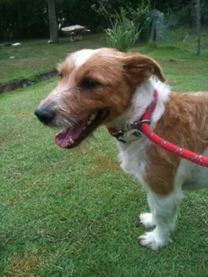 Cachorro raça SRD idade 2 anos nome Toddynho