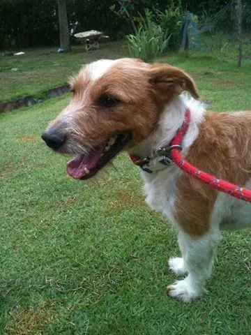 Cachorro ra a SRD idade 2 anos nome Toddynho