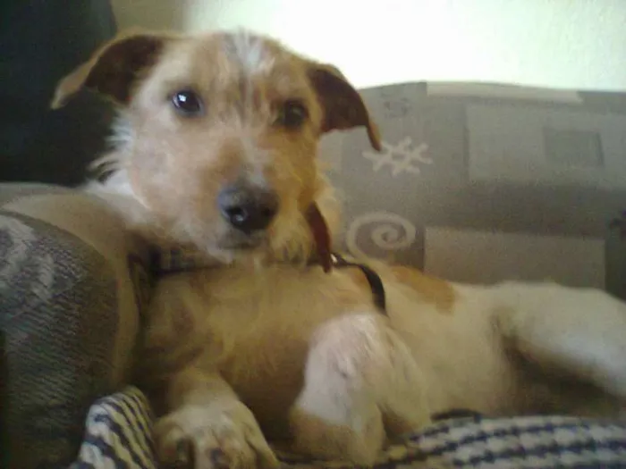 Cachorro ra a SRD idade 2 anos nome Toddynho