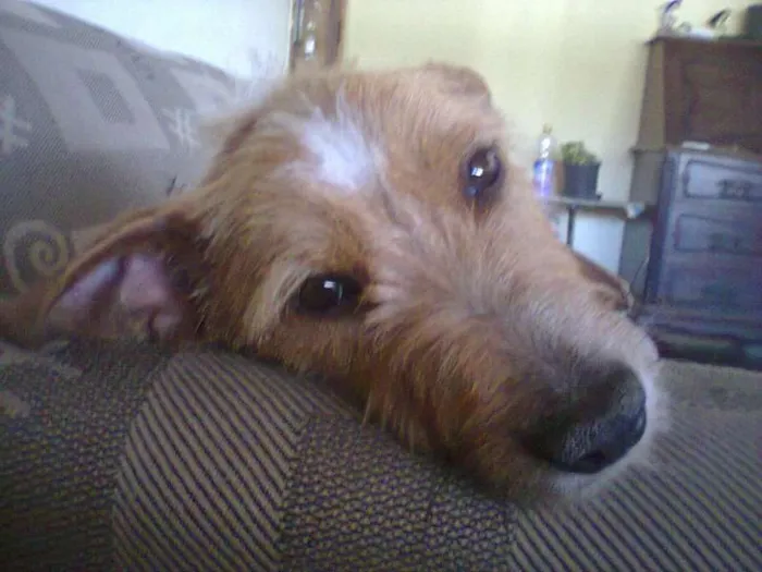 Cachorro ra a SRD idade 2 anos nome Toddynho