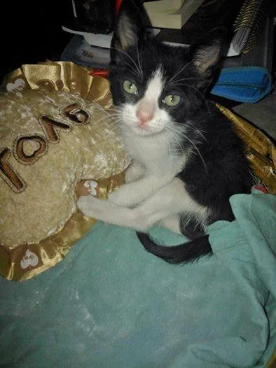 Gato raça  idade Abaixo de 2 meses nome sem nome