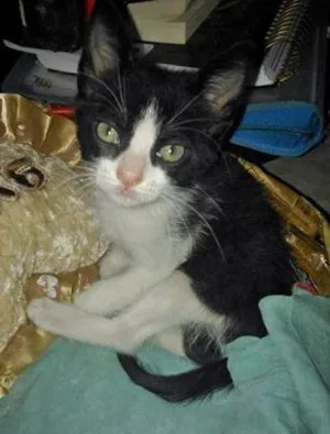Gato raça  idade Abaixo de 2 meses nome sem nome