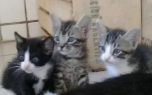 Gato raça  idade Abaixo de 2 meses nome filhotes
