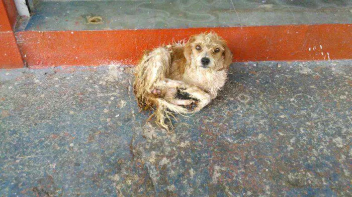 Cachorro ra a raça indefinida idade 2 anos nome Vitória
