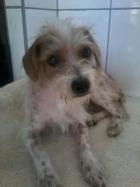 Cachorro ra a raça indefinida idade 2 anos nome Vitória
