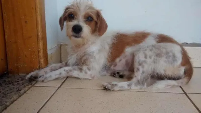 Cachorro ra a raça indefinida idade 2 anos nome Vitória