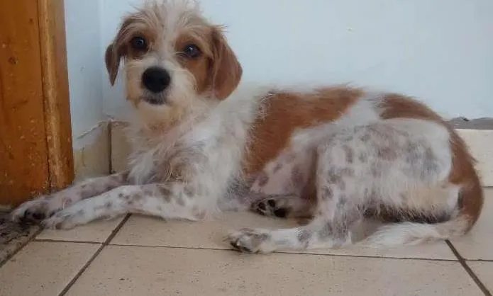 Cachorro ra a raça indefinida idade 2 anos nome Vitória