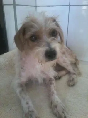 Cachorro raça raça indefinida idade 2 anos nome Vitória
