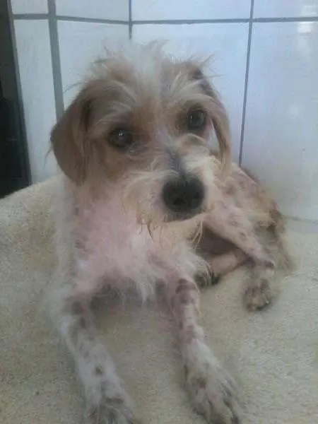 Cachorro ra a raça indefinida idade 2 anos nome Vitória