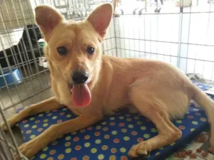 Cachorro raça SRD idade 2 anos nome Dudu