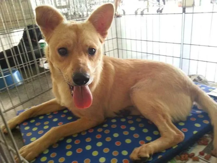 Cachorro ra a SRD idade 2 anos nome Dudu