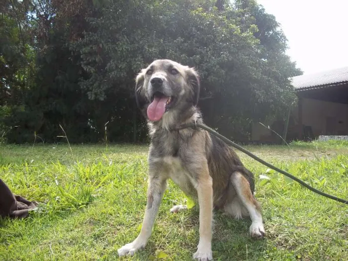 Cachorro ra a SRD idade 2 anos nome Zara