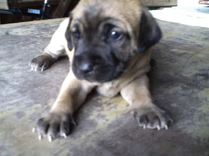 Cachorro ra a SRD idade Abaixo de 2 meses nome Doçura/Precioso
