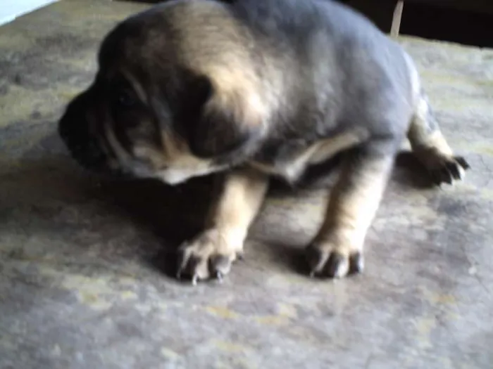 Cachorro ra a SRD idade Abaixo de 2 meses nome Doçura/Precioso
