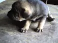 Doçura/Precioso